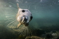   Flying inGrey seal Farne Islands  